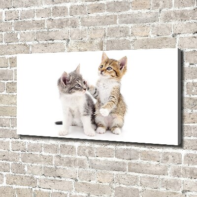 Foto canvas Twee kleine katjes