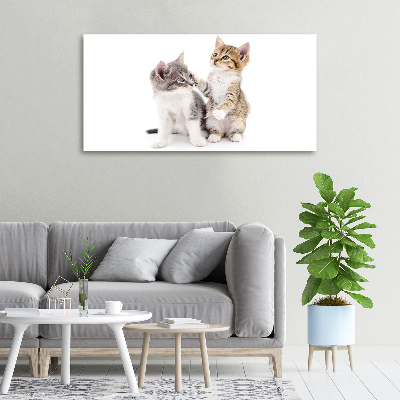 Foto canvas Twee kleine katjes