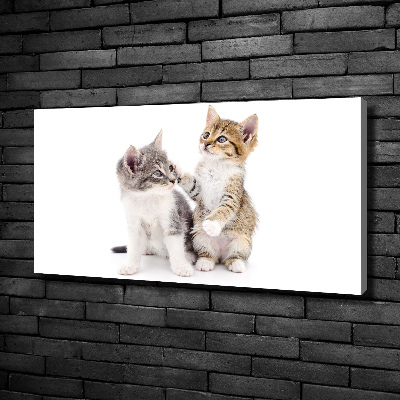 Foto canvas Twee kleine katjes
