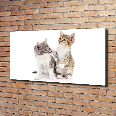 Foto canvas Twee kleine katjes