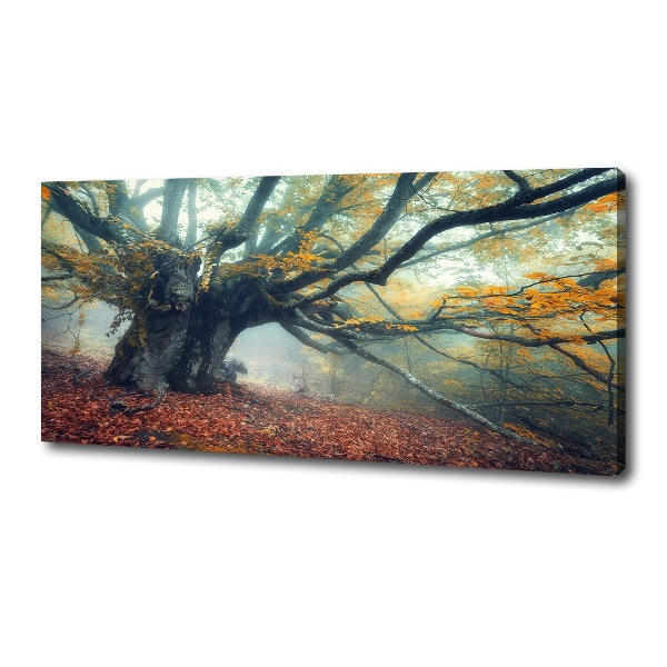 Canvas foto Oude boom