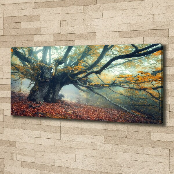 Canvas foto Oude boom