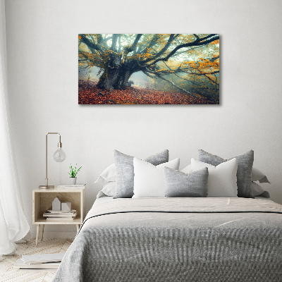 Canvas foto Oude boom
