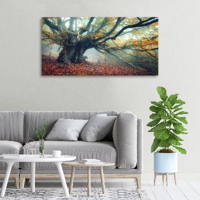 Canvas foto Oude boom