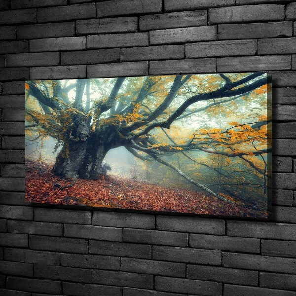 Canvas foto Oude boom