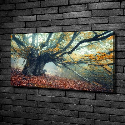 Canvas foto Oude boom