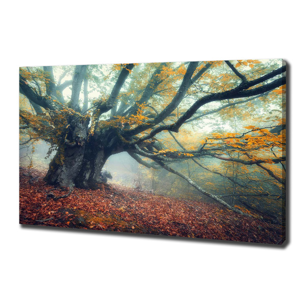 Canvas foto Oude boom