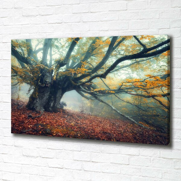Canvas foto Oude boom