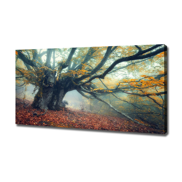 Canvas foto Oude boom