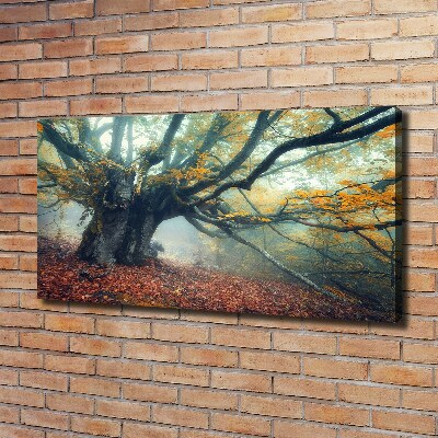 Canvas foto Oude boom