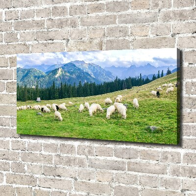 Schilderij op canvas Schapen in het Tatragebergte
