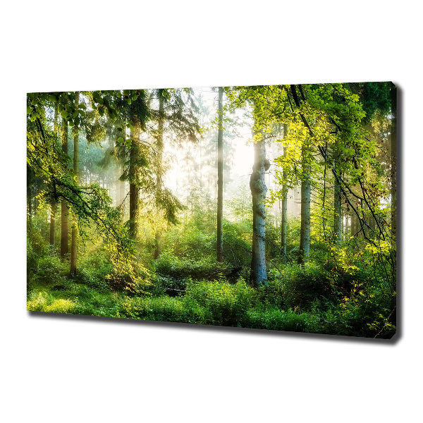 Foto canvas Ochtendzonbos
