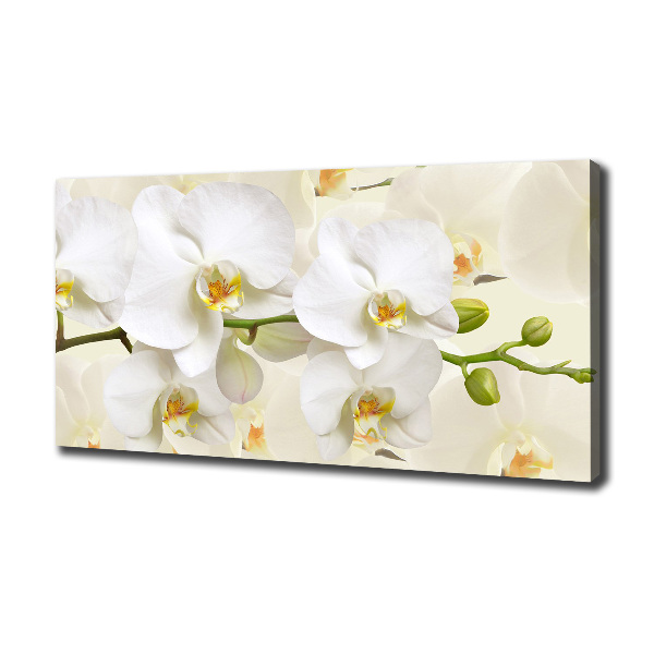 Foto op canvas Orchidee