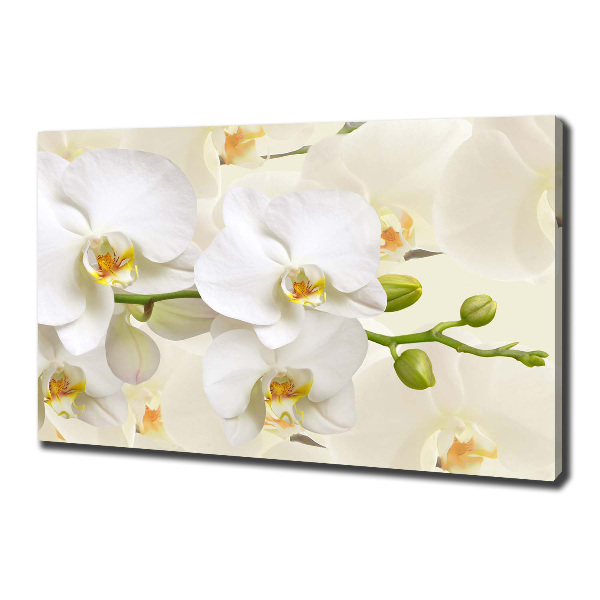 Foto op canvas Orchidee