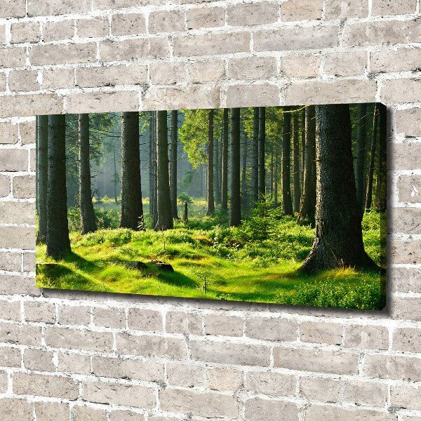 Foto op canvas Sparrenbos