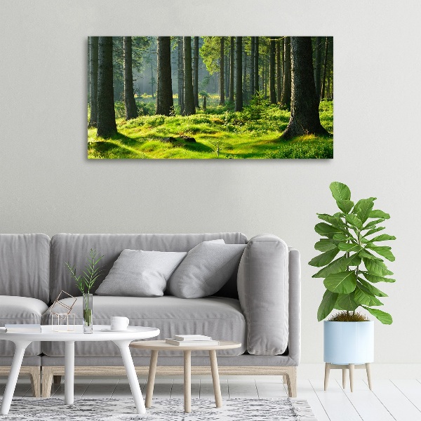 Foto op canvas Sparrenbos