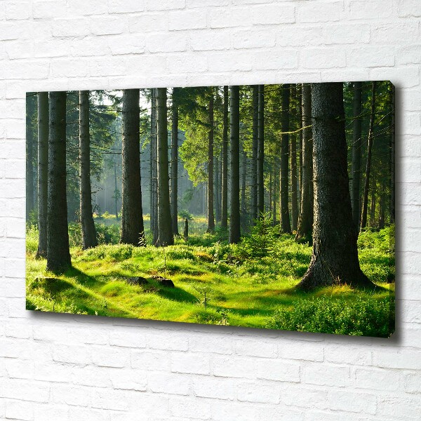 Foto op canvas Sparrenbos