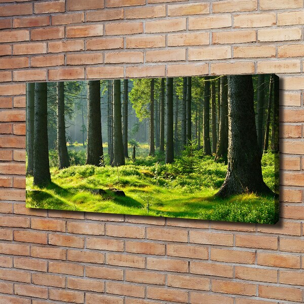 Foto op canvas Sparrenbos