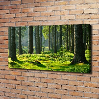 Foto op canvas Sparrenbos