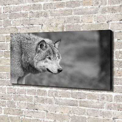 Foto canvas Grijze wolf