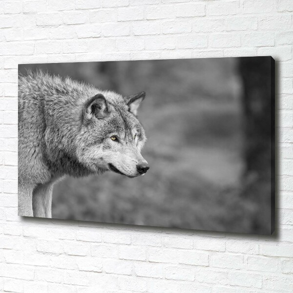 Foto canvas Grijze wolf