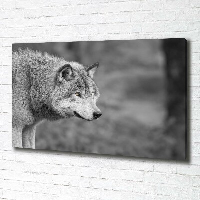 Foto canvas Grijze wolf