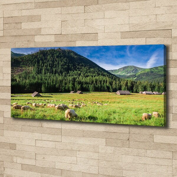 Foto op canvas Schapen in het Tatragebergte