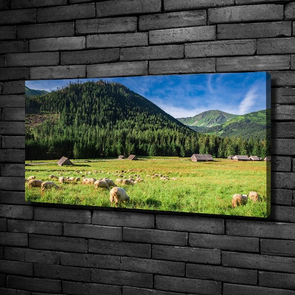 Foto op canvas Schapen in het Tatragebergte