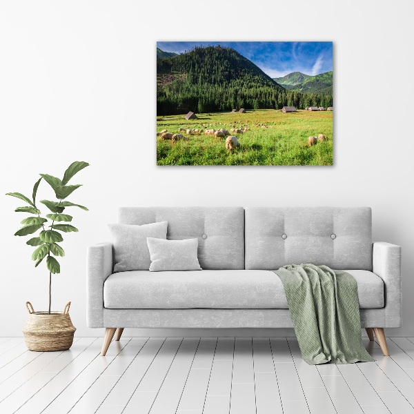 Foto op canvas Schapen in het Tatragebergte