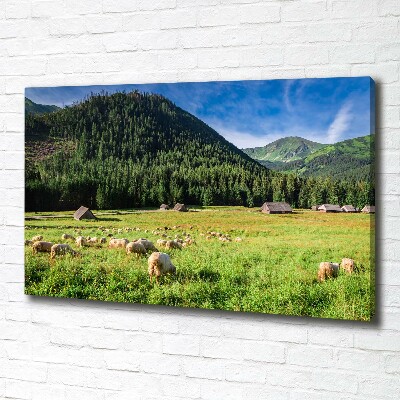 Foto op canvas Schapen in het Tatragebergte