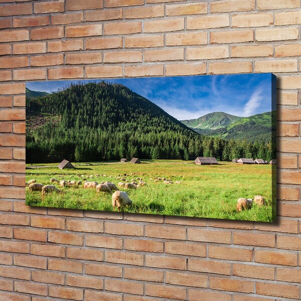 Foto op canvas Schapen in het Tatragebergte