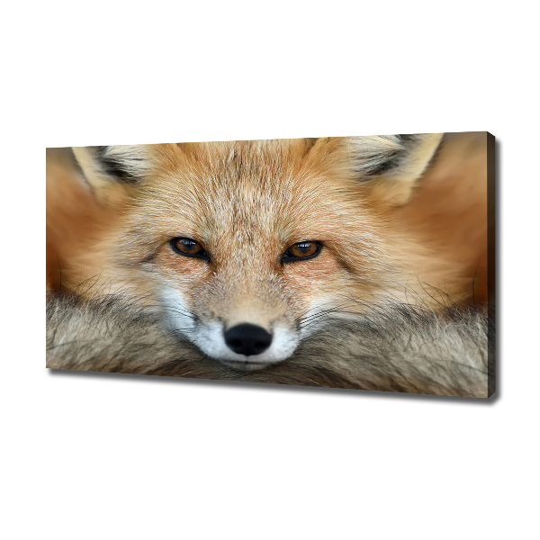 Schilderij op canvas Vos