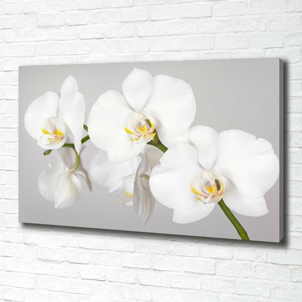 Foto op canvas Orchidee