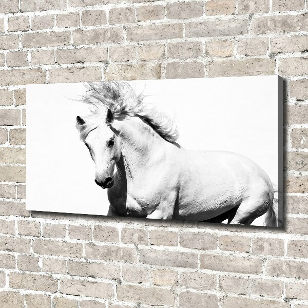 Canvas foto Wit paard