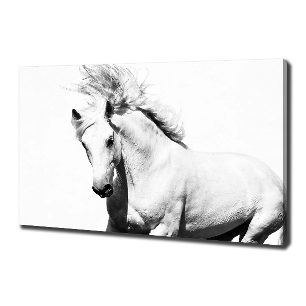 Canvas foto Wit paard