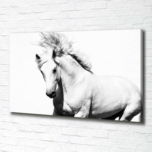 Canvas foto Wit paard