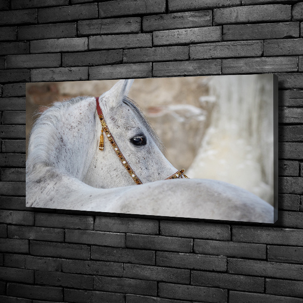 Canvas schilderij Wit Arabisch paard