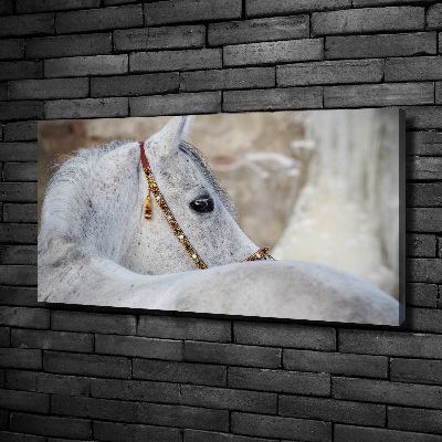 Canvas schilderij Wit Arabisch paard