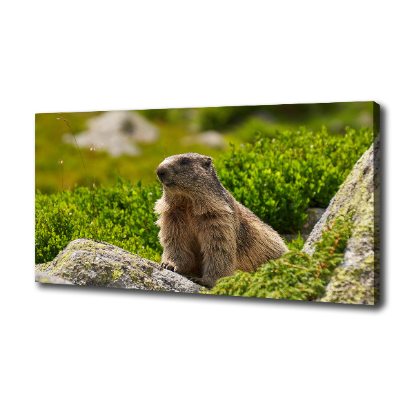 Schilderij op canvas Tatra-marmot