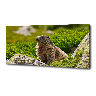 Schilderij op canvas Tatra-marmot