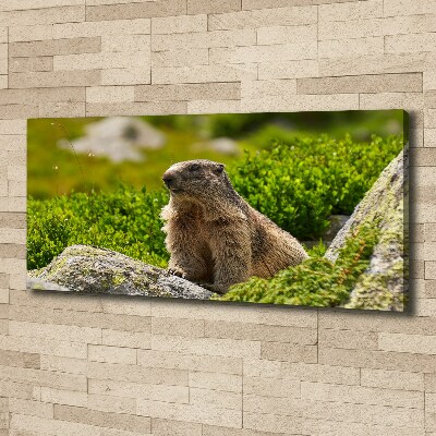 Schilderij op canvas Tatra-marmot