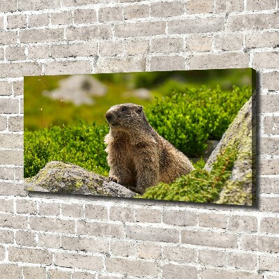 Schilderij op canvas Tatra-marmot
