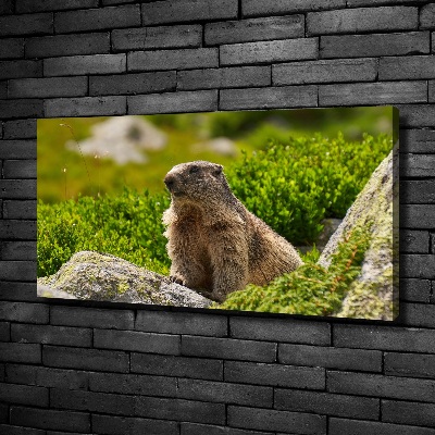 Schilderij op canvas Tatra-marmot