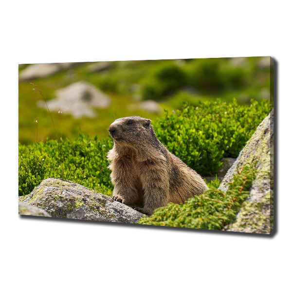 Schilderij op canvas Tatra-marmot