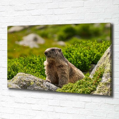 Schilderij op canvas Tatra-marmot