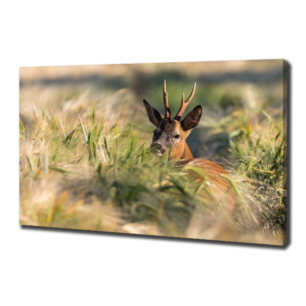 Foto canvas Herten in het veld