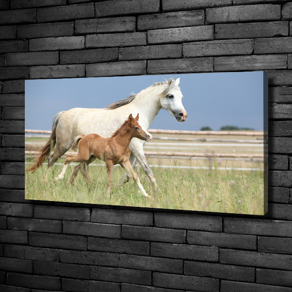 Foto op canvas Merrie met veulen