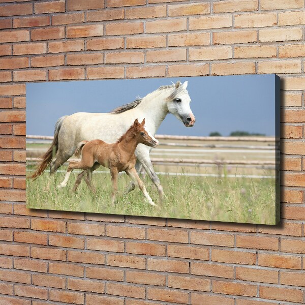 Foto op canvas Merrie met veulen