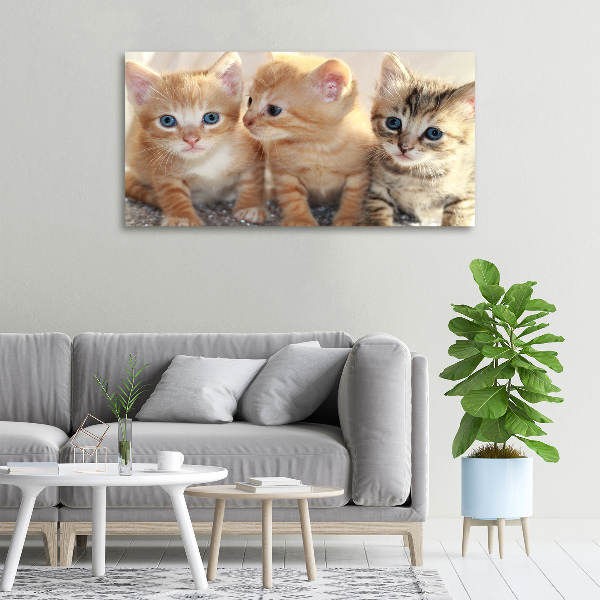 Canvas foto Kleine katjes