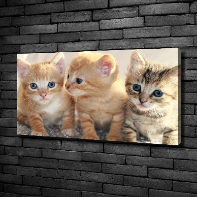 Canvas foto Kleine katjes